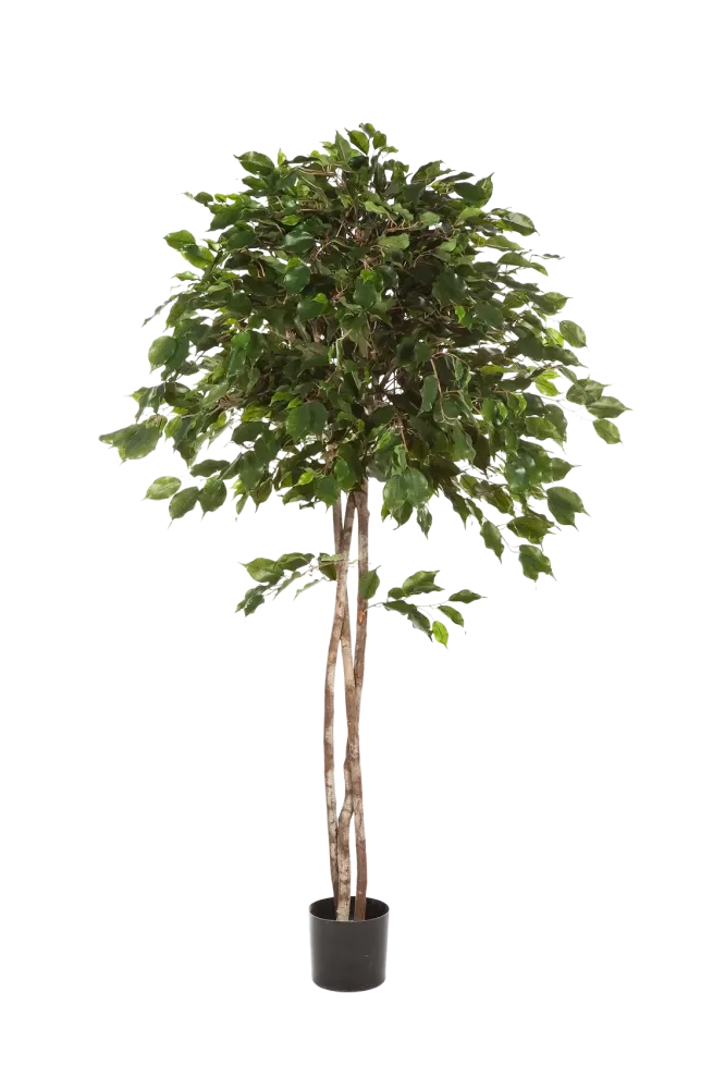 Künstlicher Ficus - Kathleen | 210 cm