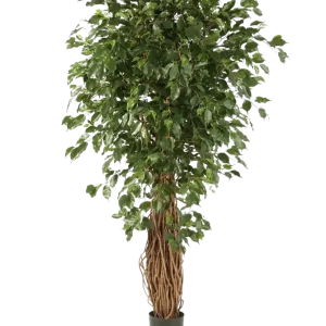 Künstlicher Ficus Liana - Josefine | 240 cm