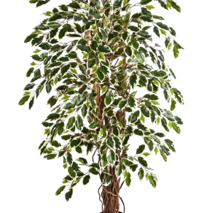 Künstlicher Ficus – Ravian | 150 cm