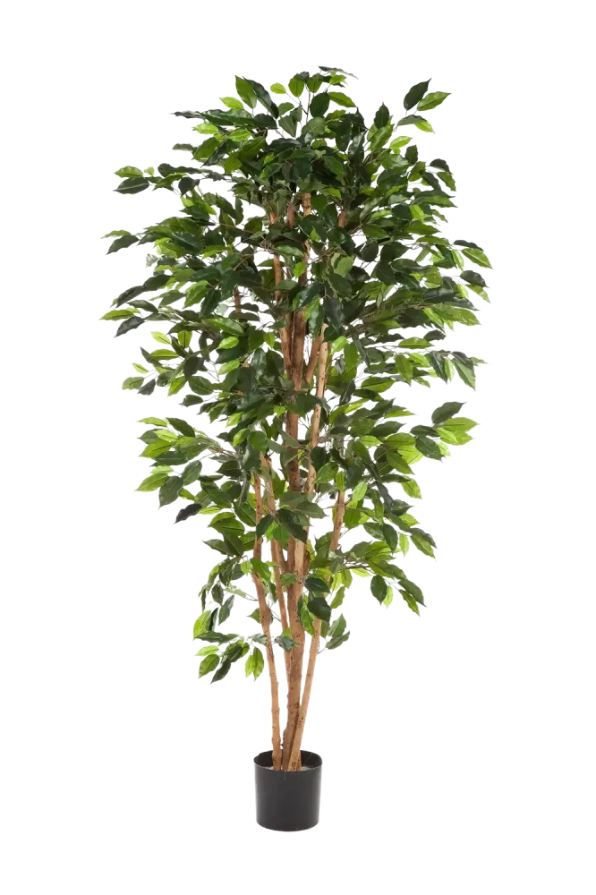 Künstlicher Ficusbaum – Sylvior | 150 cm