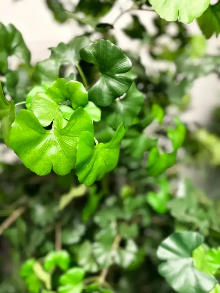 Künstlicher Gingko - Tino | 145 cm