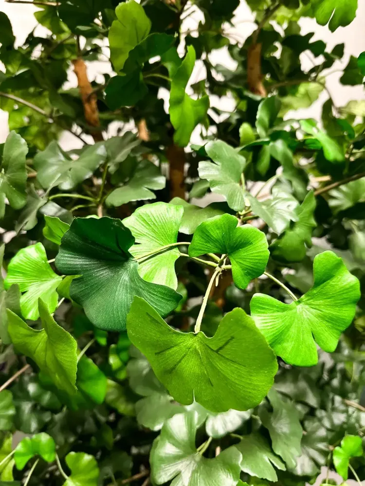 Künstlicher Gingko - Titus | 145 cm feuerhemmend