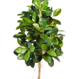 Künstlicher Gummibaum - Karim | 210 cm