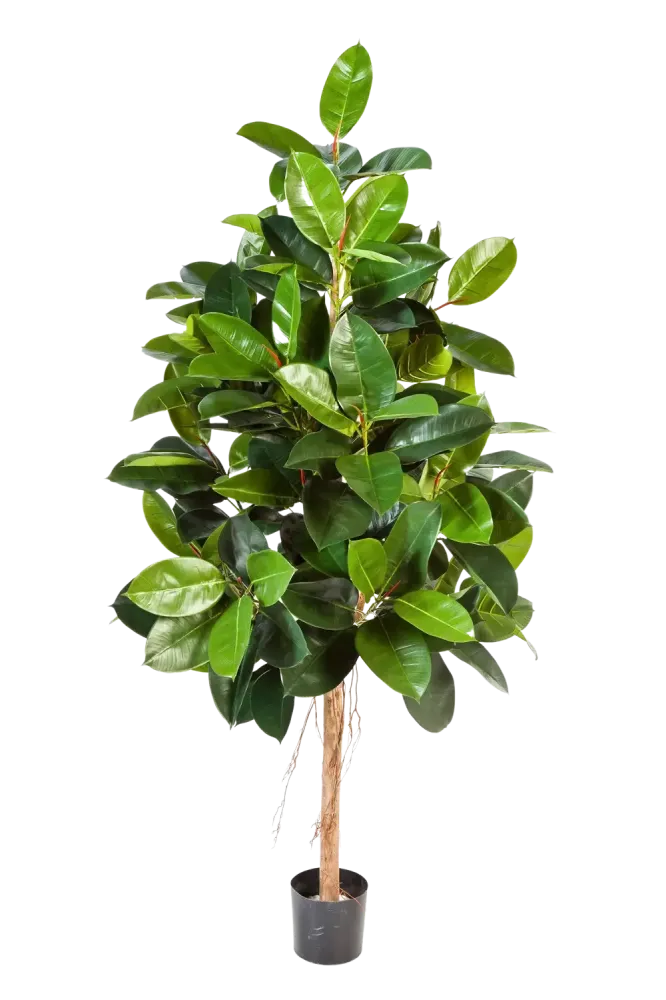 Künstlicher Gummibaum - Karim | 210 cm