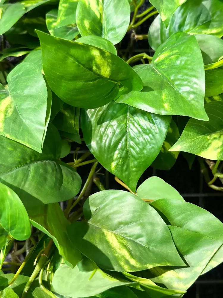 Künstlicher Hänge-Pothos - Bella | 85 cm
