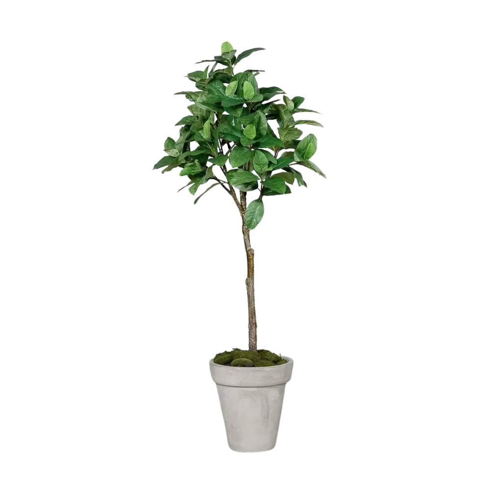 Künstlicher Kaffeebaum - Albus | 150 cm