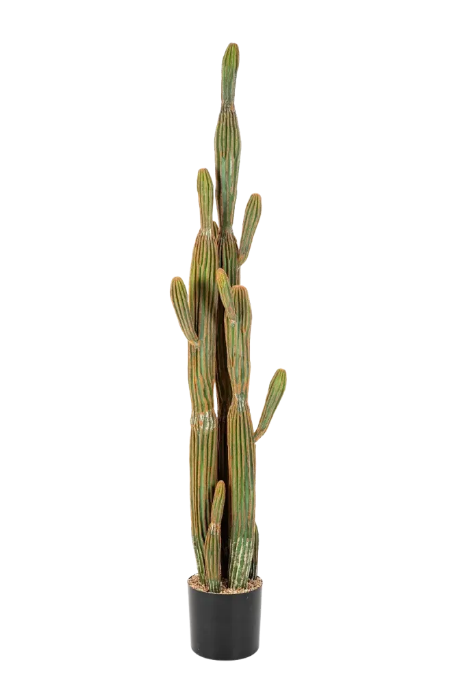 Künstlicher Kaktus - Heinz | 150 cm, Real Touch