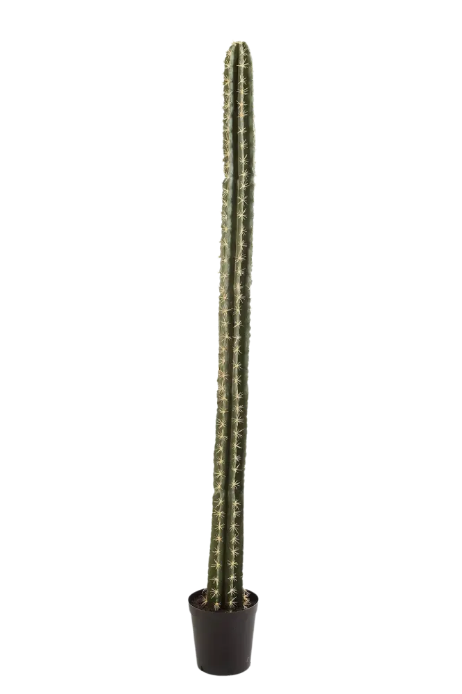 Künstlicher Kaktus - Hendrik | 206 cm
