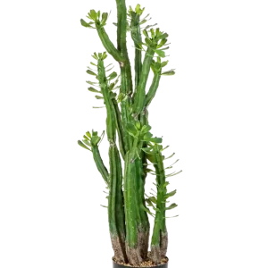 Künstlicher Kaktus - Hermann | 118 cm