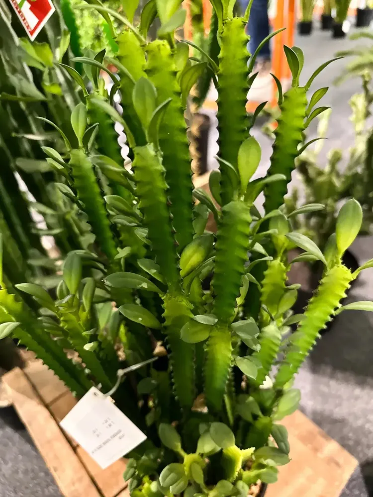 Künstlicher Kaktus - Hermine | 64 cm