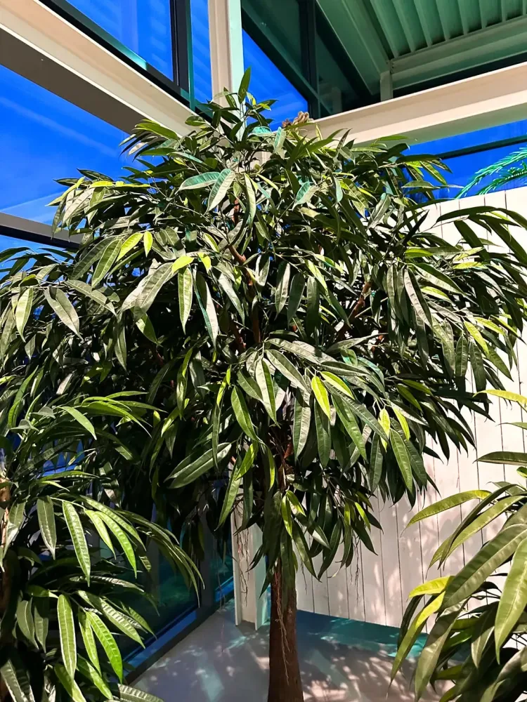 Künstlicher langblättriger Ficus - Johannes | 270 cm