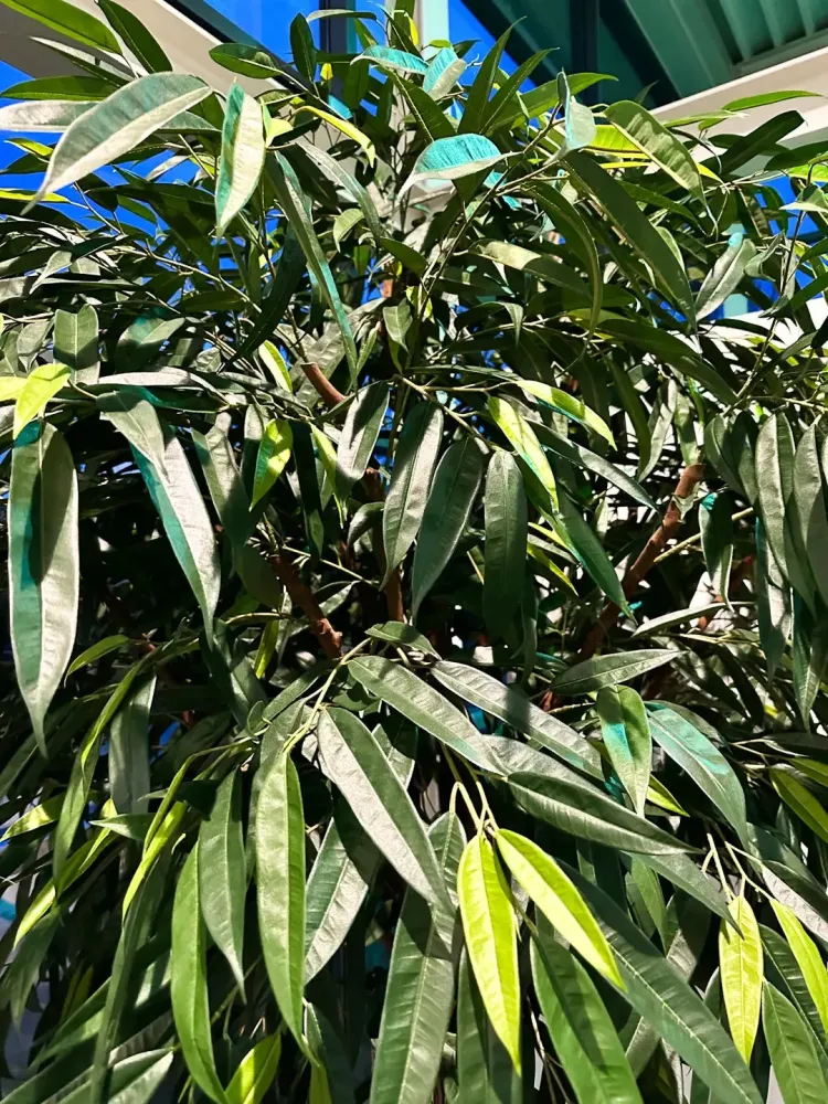Künstlicher langblättriger Ficus - Johannes | 270 cm