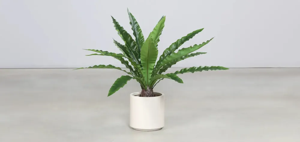 Künstlicher Nestfarn - Yueh | 70 cm