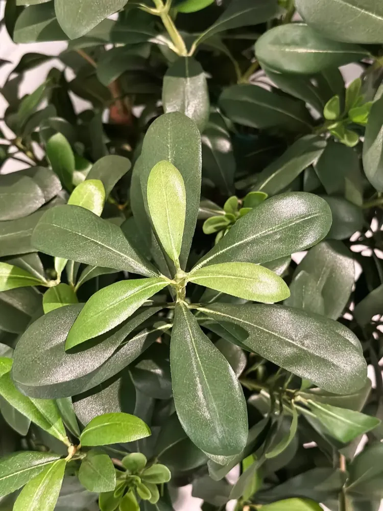 Künstlicher Pittosporum - Pierre | 120 cm