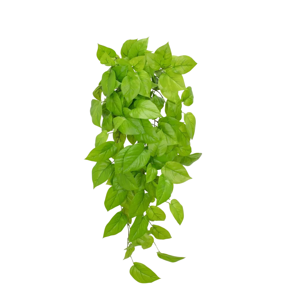 Künstlicher Pothos - Sky | 83 cm