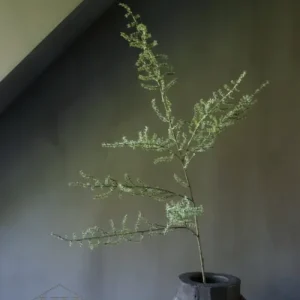 Künstlicher Ruscus weiß