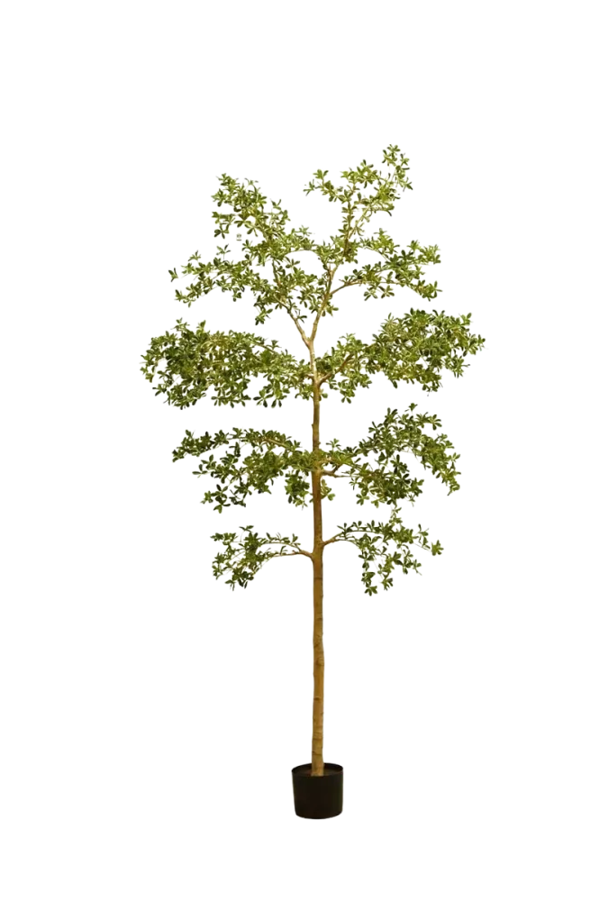 Künstlicher schwarzer Olivenbaum - Finja | 290 cm