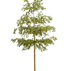 Künstlicher schwarzer Olivenbaum - Finja | 390 cm