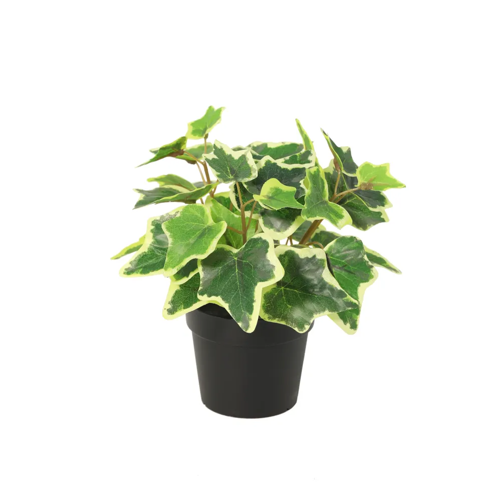 Künstlicher Weißer Efeu – 19 cm