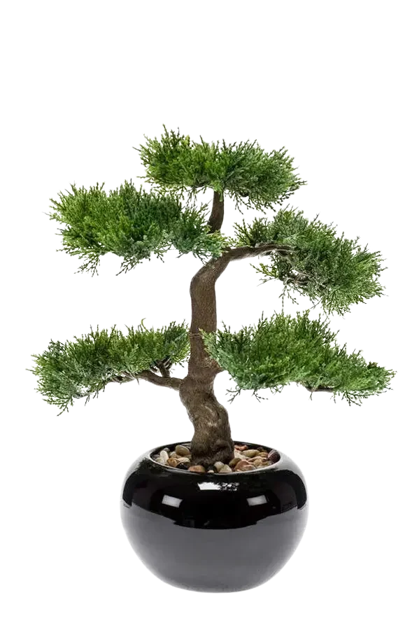 Künstlicher Zeder Bonsai - Miyu | 32 cm