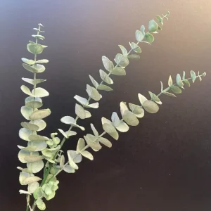 Künstlicher Zweig Eukalyptus