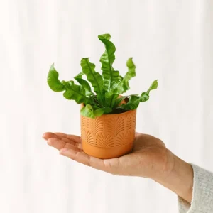 Mini Asplenium Crispy