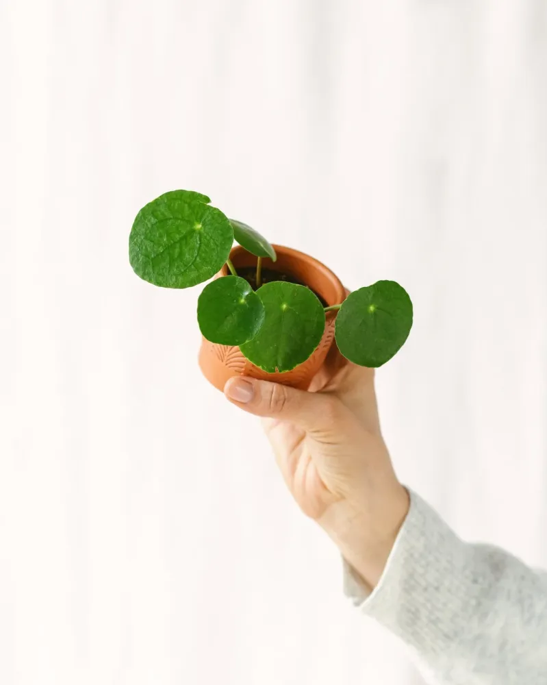 Mini Pilea Pepe