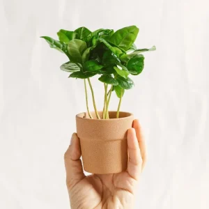Mini-Arabica-Kaffeebaum