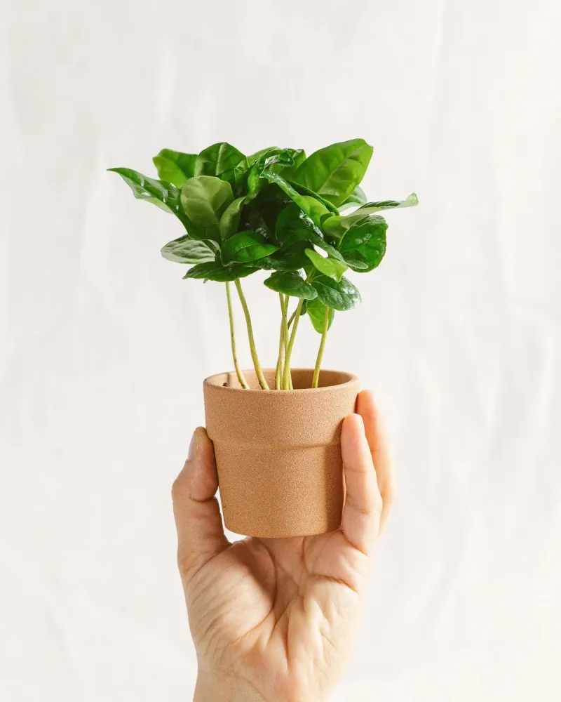 Mini-Arabica-Kaffeebaum