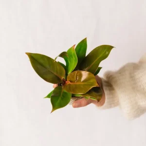 Mini-Philodendron Prince Orange