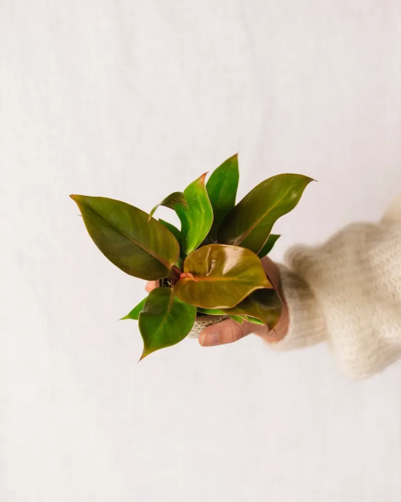 Mini-Philodendron Prince Orange