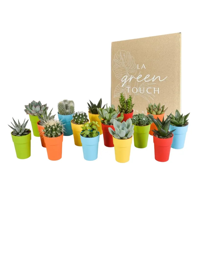 Mischung aus 15 Kakteen und Sukkulenten und ihren bunten Blumentöpfen H13cm