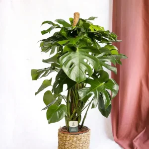 Monstera Deliciosa XXL Wächter