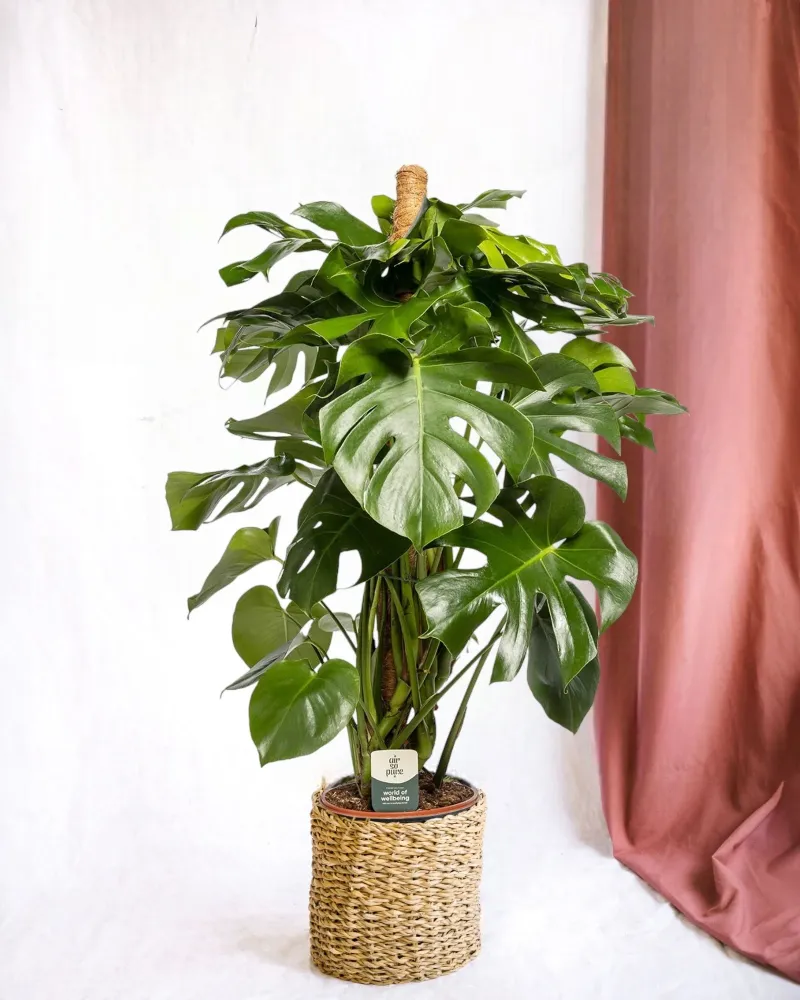 Monstera Deliciosa XXL Wächter
