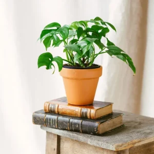 Monstera Minima