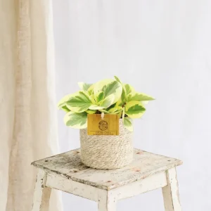 Peperomia Obtipan Bicolor