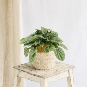 Peperomia-Mondlicht