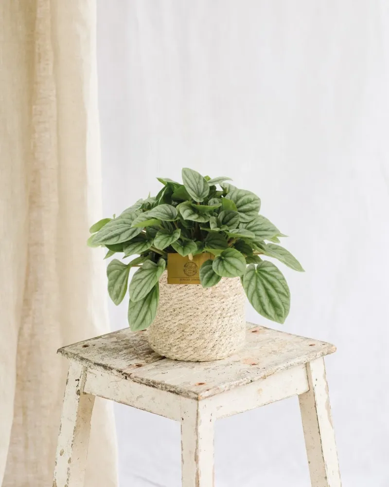 Peperomia-Mondlicht