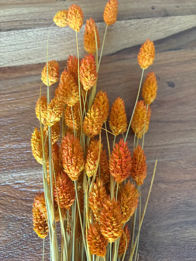 Phalaris Orange Trockenblumen