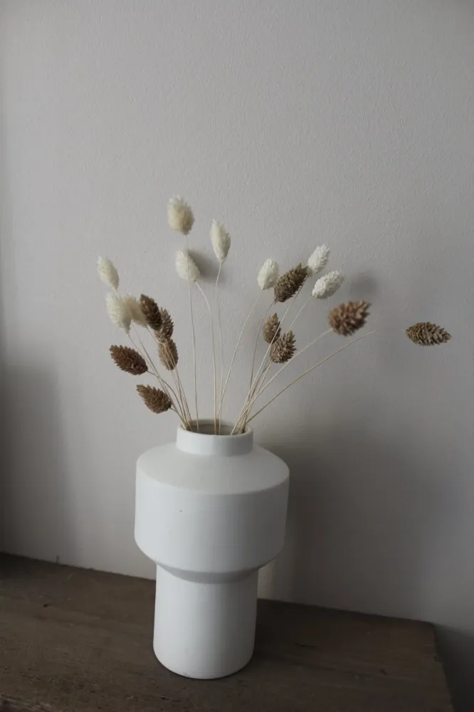 Phalaris weiß