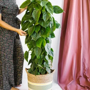 Philodendron Scandens