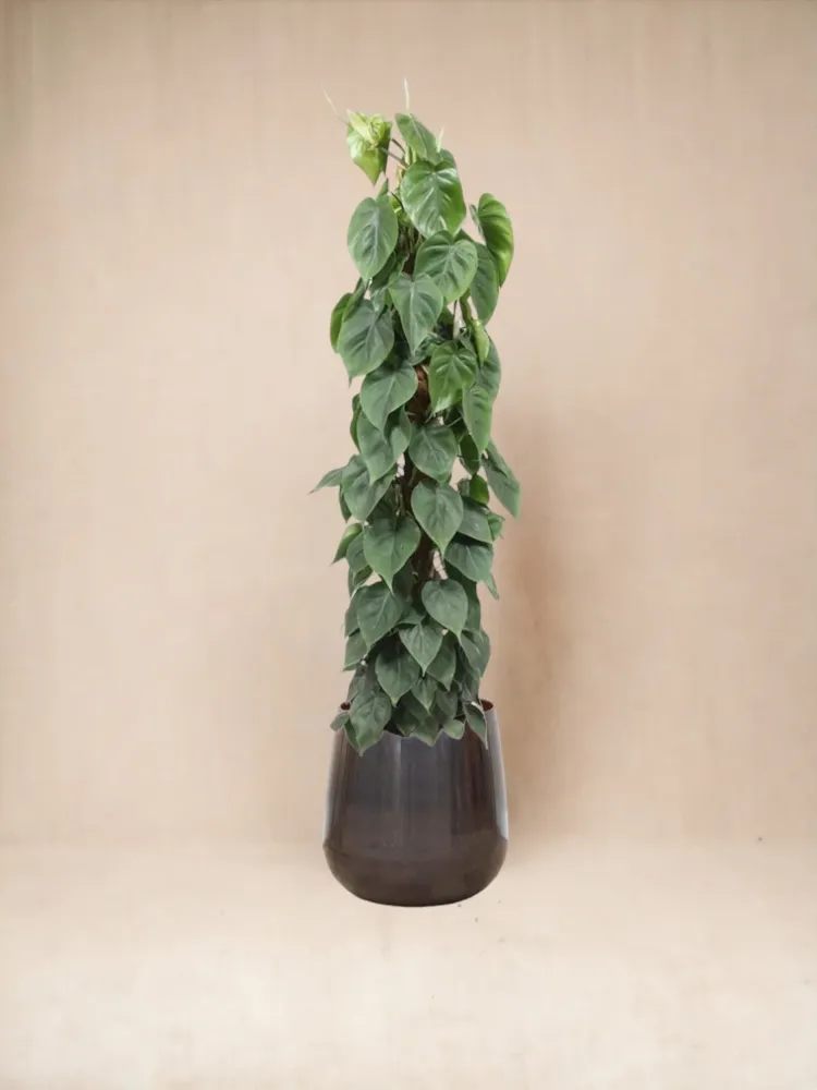Philodendron Scandens auf dem Scheiterhaufen