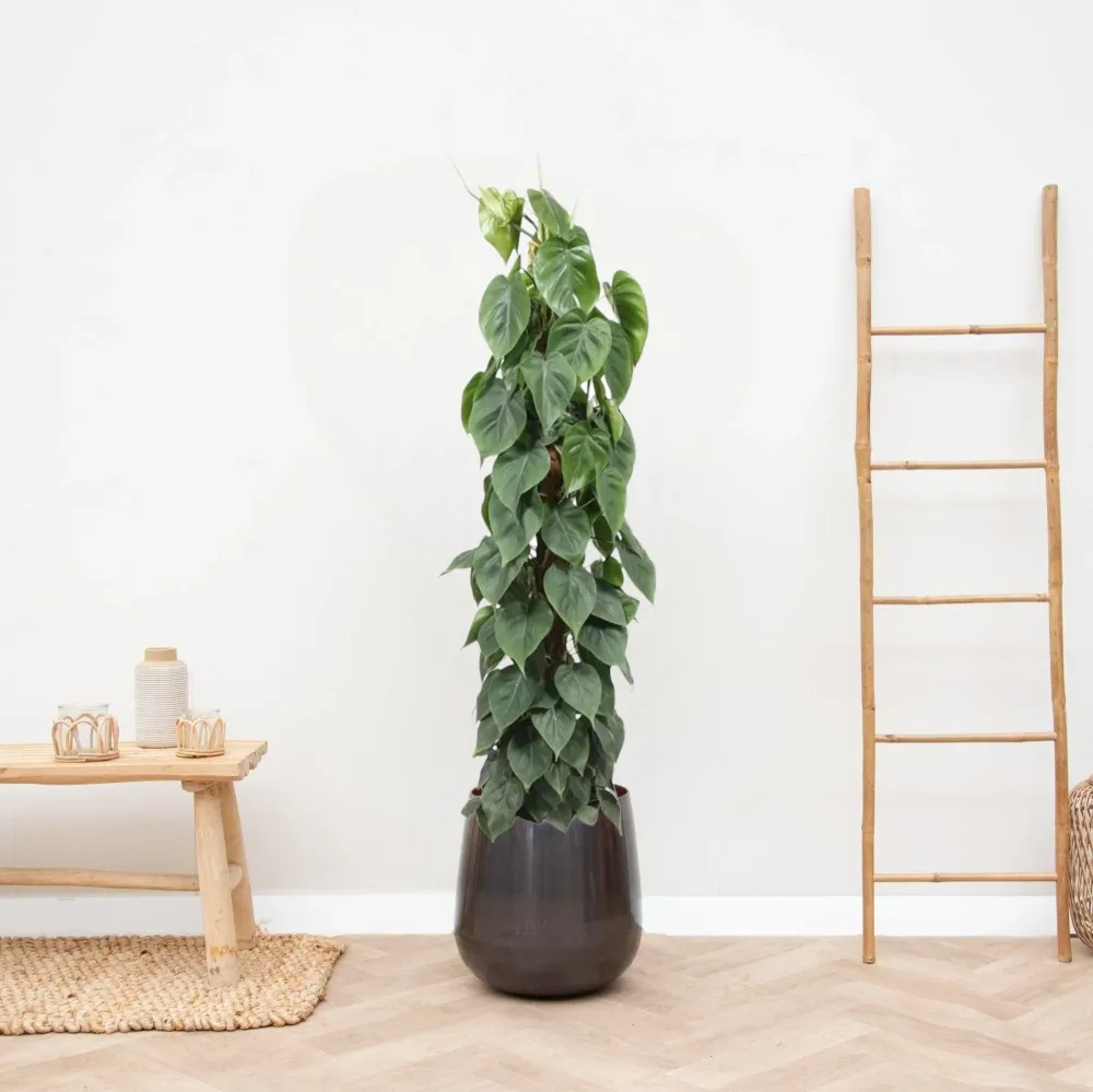 Philodendron Scandens auf dem Scheiterhaufen