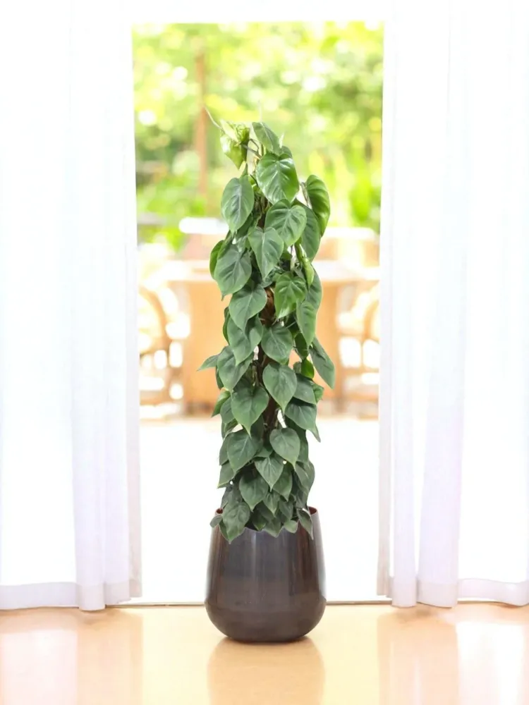 Philodendron Scandens auf dem Scheiterhaufen