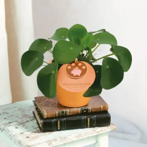 Pilea Peperomioides
