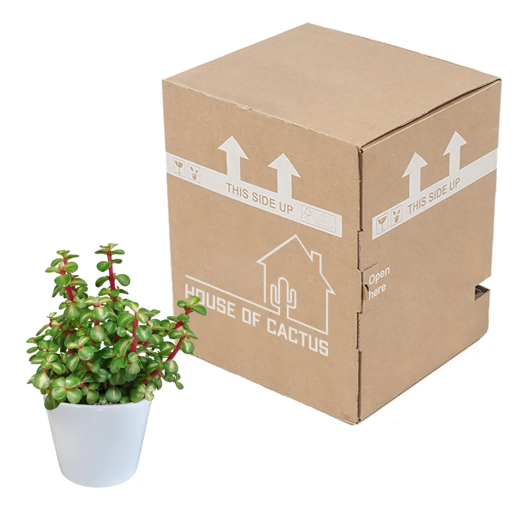 Portulacaria afra Variegata und ihr weißer Übertopf – H25cm, Ø11cm