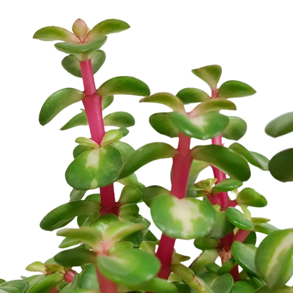 Portulacaria afra Variegata und ihr weißer Übertopf – H25cm, Ø11cm