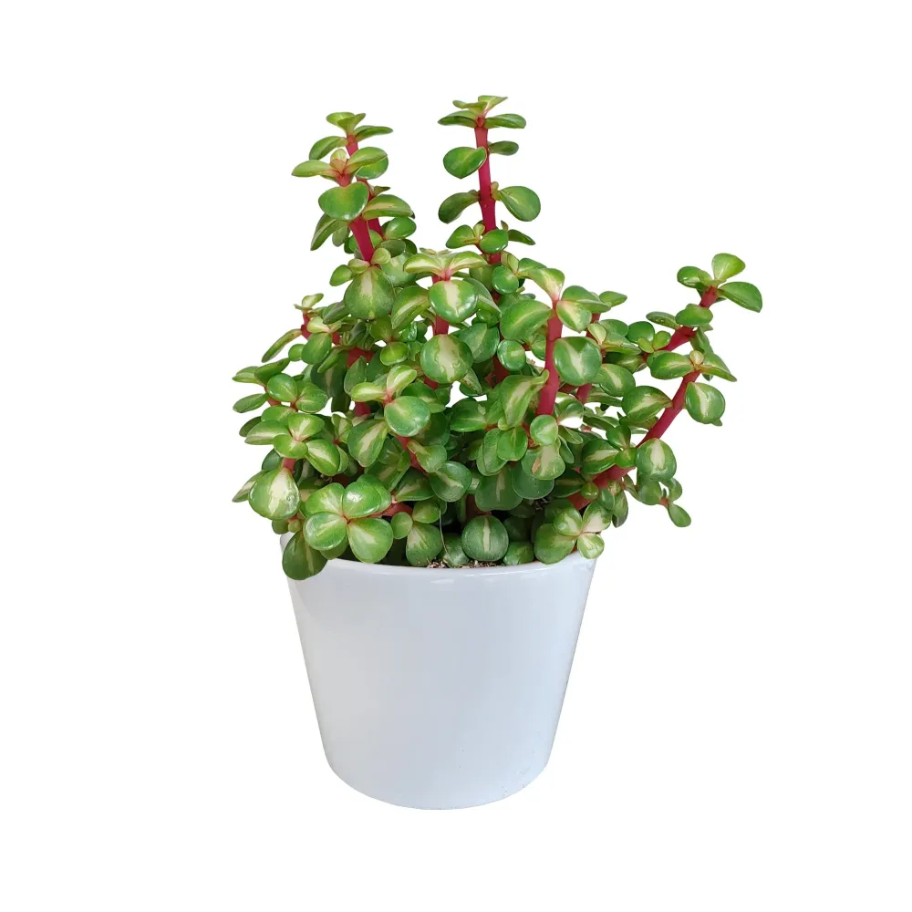 Portulacaria afra Variegata und ihr weißer Übertopf – H25cm, Ø11cm