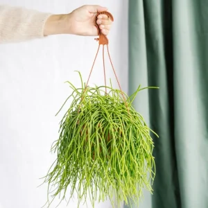Rhipsalis Shaferi