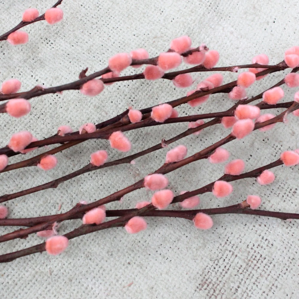 rosa Weidekätzchen kleiner Bund
